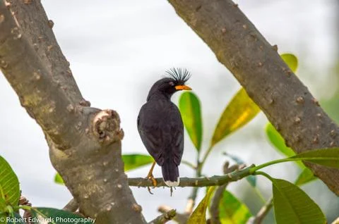 The Mo Hawk Stock Photos