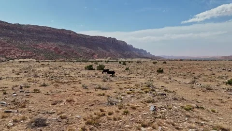 Moab Cows Stock Footage 312902228