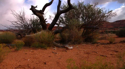 Moab dolly Video stock 26100524