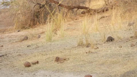 Mob of banded mongooses foraging through dry savanna grass, Kruger National Park Vídeos de archivo 333872258
