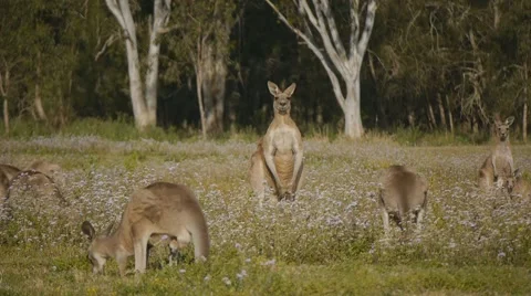 Mob of Eastern Grey Kangaroos - tripod shot  Stock Footage 56568732