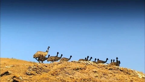 Mob of Emus Running Stock Footage 81947453