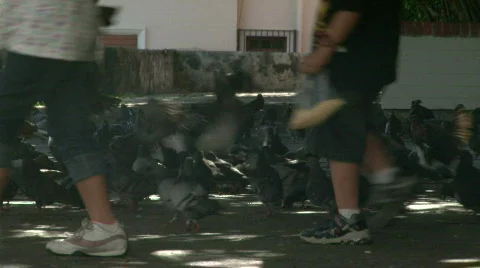 A Mob of Hungry Pigeons - 01 Stock Footage 622252