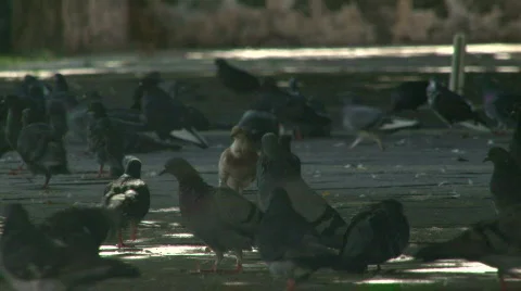 A Mob of Hungry Pigeons - 02 Stock Footage 622257