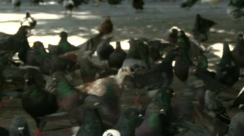 A Mob of Hungry Pigeons - 03 Stock Footage 622258