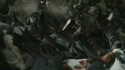 A Mob of Hungry Pigeons - 04 Stock Footage 622260