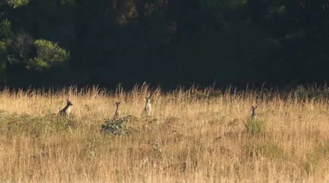Mob of Kangaroo Stock Footage 11270499