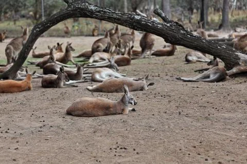 Mob of mixed red and eastern gray kangaroos. Brisbane-AUS Stock Photos