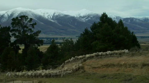 Mob of Sheep Approaches 스톡 동영상 360642