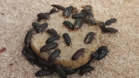 Mob of Tenebrio Beetles, The Precursor to the Mealworm, Eat Potato Pieces Vídeos de archivo 334370980