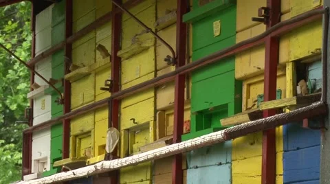 Mobile apiary of different colors Stock Footage 50578630