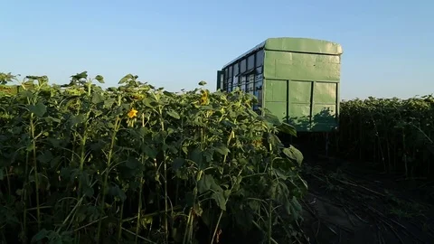 Mobile apiary in the field, pan right Stock-Footage 74728938