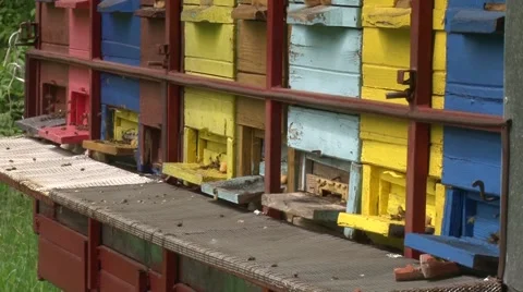 Mobile bee hives of different colors Stock-Footage 50578613