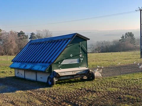 Mobile chicken coop with free-range hens in a green pasture, overhead view Stock Photos