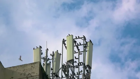 Mobile Communication Tower Radiations Cause Bird Population Stock Footage 307146919