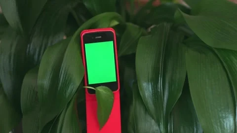 Mobile Device Surrounded By Lush Green Leaves in Bright Natural Light. Natural Video stock 280362220