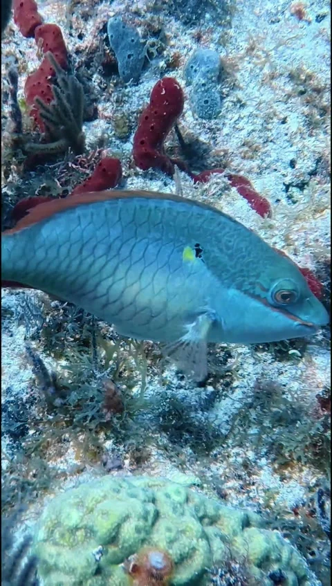 Mobile Format 9:16 Video of a Green Stoplight Parrotfish (Sparisoma viride) 動画素材 328719936