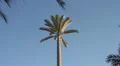 Mobile phone tower disguised as a palm tree HD Footage