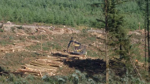 Mobile stacker collecting timber from clear fell site Stock Footage 108063799