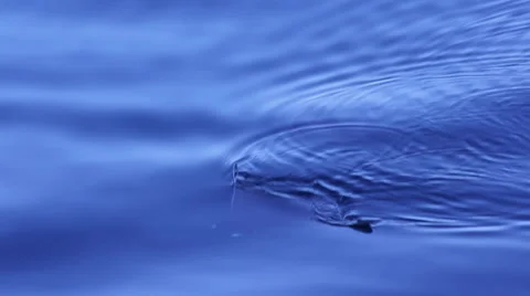 Mobula (Bat) Rays in The Sea of Cortez Stock Footage 50195521