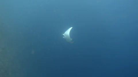 Mobula devil ray swimming. Indian ocean, Maldives Stock Footage 119127522