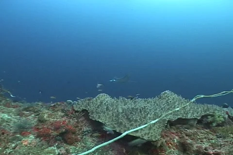 Mobula Devil Ray on a tropical coral reef Stock Footage 1988751