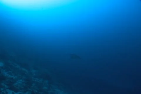Mobula Devil Ray on a tropical coral reef Stock Footage 1993708