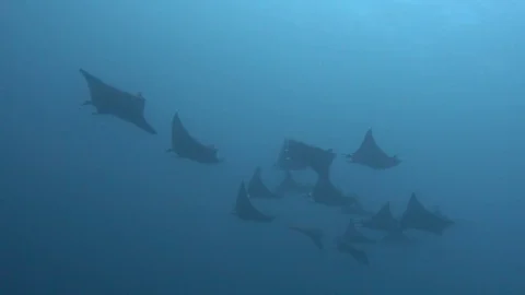 Mobula devil rays in blue Video stock 74099124