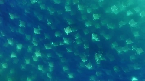 Mobula ray big aggregation - Devil Ray - Rays Stock Footage 81706491