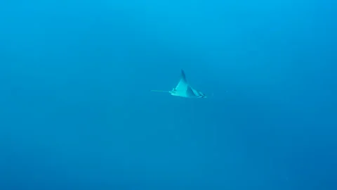 Mobula ray in a distance in blue water with some sunbeams flickering in Stock Footage 270724156