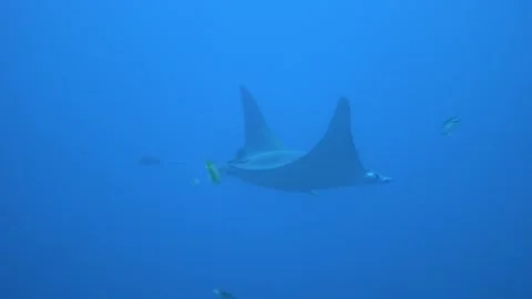 Mobula ray Stock Footage 263401617