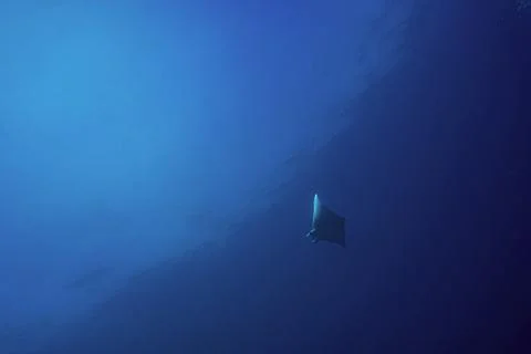 Mobula ray Stock Photos