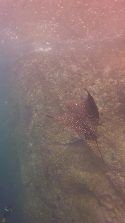 Mobula Ray swimming in its natural habitat at Galapagos Islands Ecuador Stock Footage 344699544