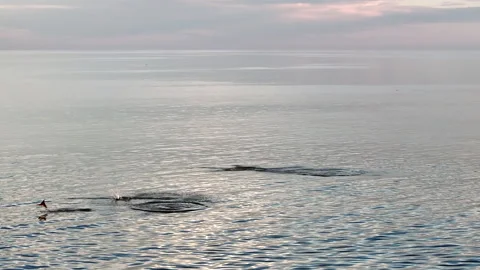 Mobula Rays jumping in Cortez Sea 스톡 동영상 331175198
