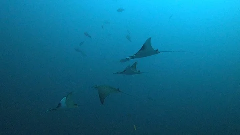 Mobula Rays Swim by Slowly 스톡 동영상 128436920