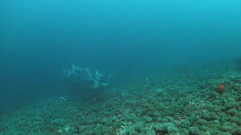 Mobula rays swimming over the reef Stock Footage 130239928