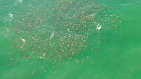 Mobulas bird view Stock Footage 131345996