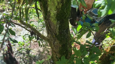 Moc Chau Vietnam farmer pruning plum tree after harvest using chainsaw Stock Footage 324945254