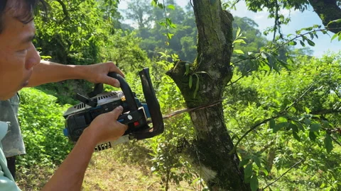 Moc Chau Vietnam farmer pruning plum tree after harvest using chainsaw Stock Footage 324945708