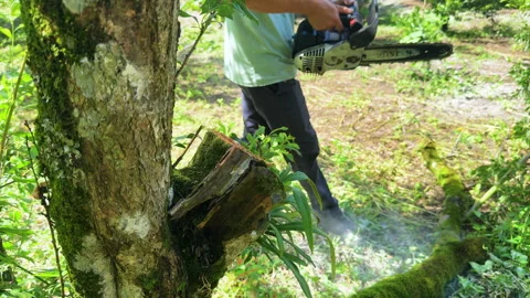 Moc Chau Vietnam farmer pruning plum trees after harvest using chainsaw Stock Footage 327270024