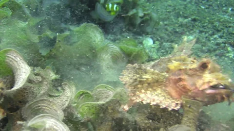 Moçambique scorpionfish ambushes and devours banggai cardinal fish, prey Stock Footage 161803019