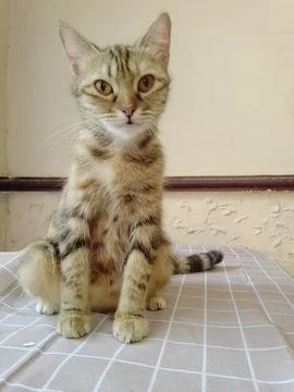 Mocca Cat Took a Pose Foto stock