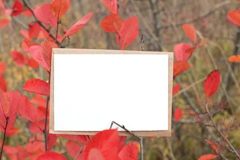 A mock-up card on the background of an autumn tree with a copy space. Copy sp Stock Photos