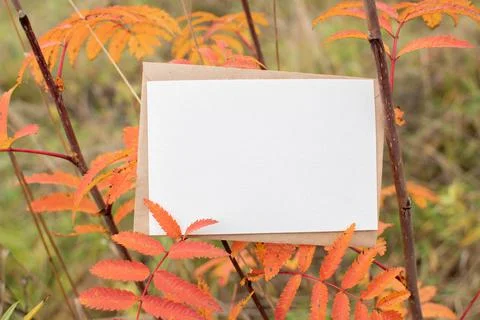 A mock-up card on the background of an autumn tree with a copy space. Copy sp Stock Photos