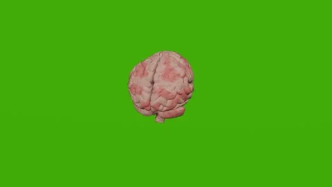 A mock-up of the human brain rotates on a green screen Stock Footage 279063345