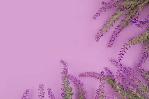 Mock-up lavender background with copy space Stock Photos