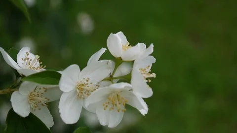 Mock orange blooming close-up in the wind. video shooting static camera Stock Footage 79439460