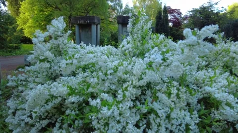 Mock orange bush blooming with white flowers in a park Stock Footage 335422165