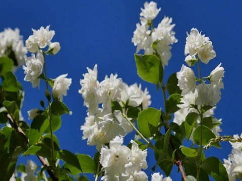 Mock-Orange (Philadelphus Hybride) Stock Footage 77609726