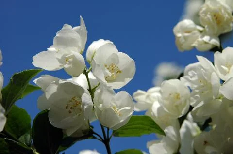 Mock orange Foto stock